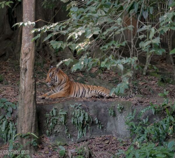 Taman Rekreasi & Zoo Kemaman (TRZK)