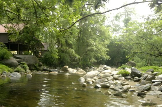 Eksplorasi Hutan Lipur Sekayu: Kembara Alam Semula Jadi