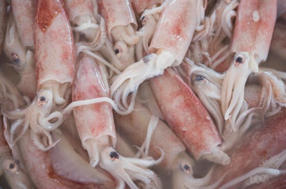 Mencandat Sotong di Terengganu