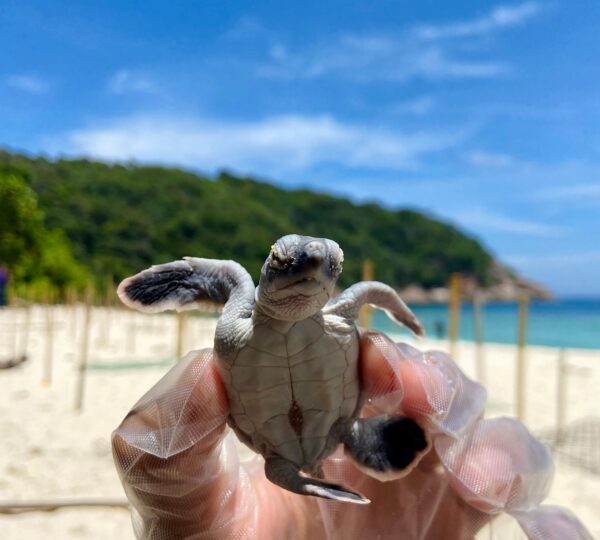 Pulau di Terengganu