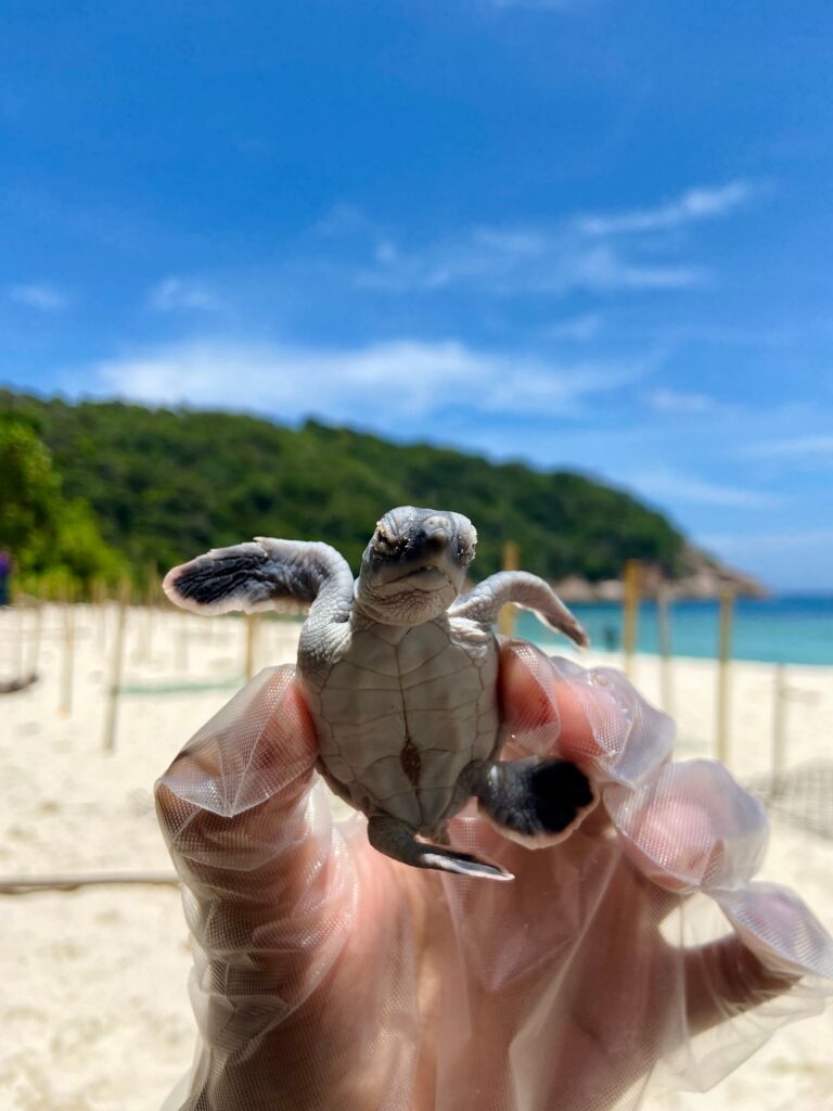 Pulau di Terengganu