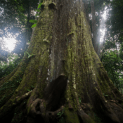 Pokok Cengal Paling Besar di Malaysia