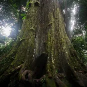 Pokok Cengal Paling Besar di Malaysia