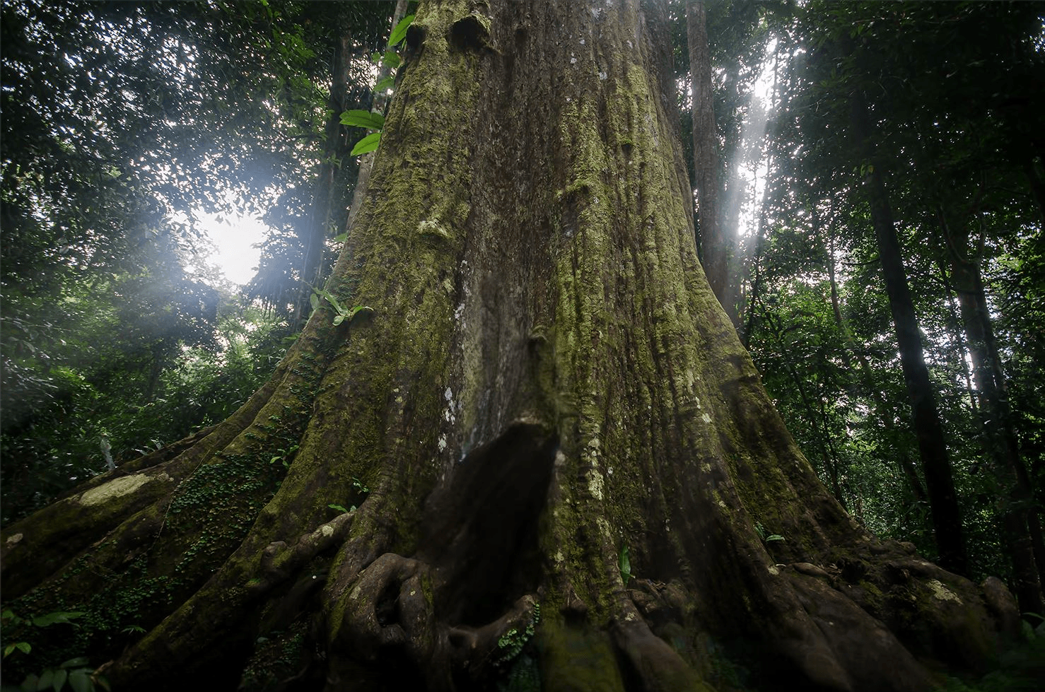 Pokok Cengal Paling Besar di Malaysia