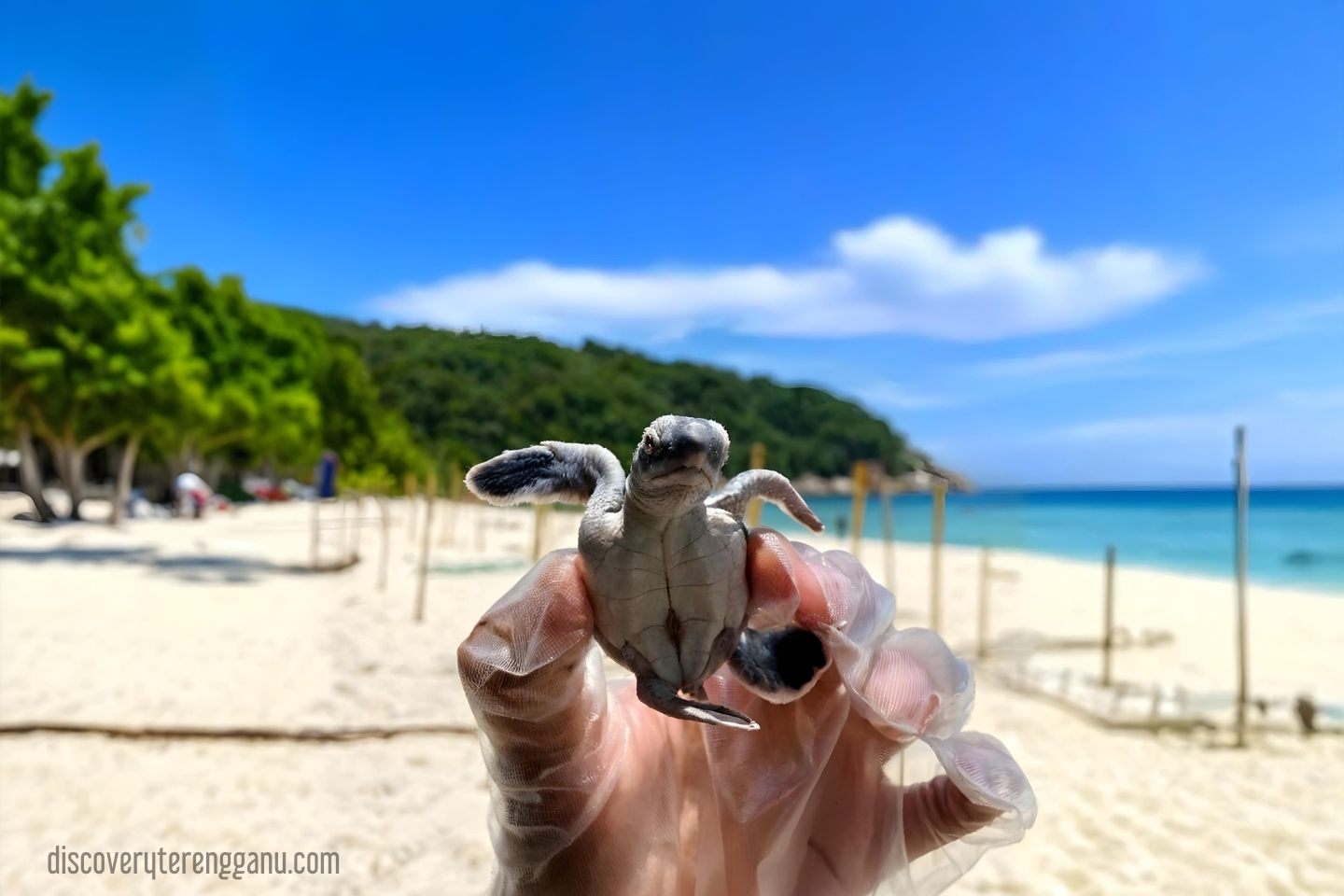 Spesies Penyu di Terengganu