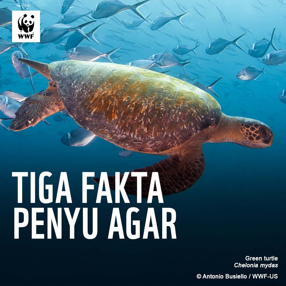 Fakta Menarik Penyu Agar (Green Turtle) (1)