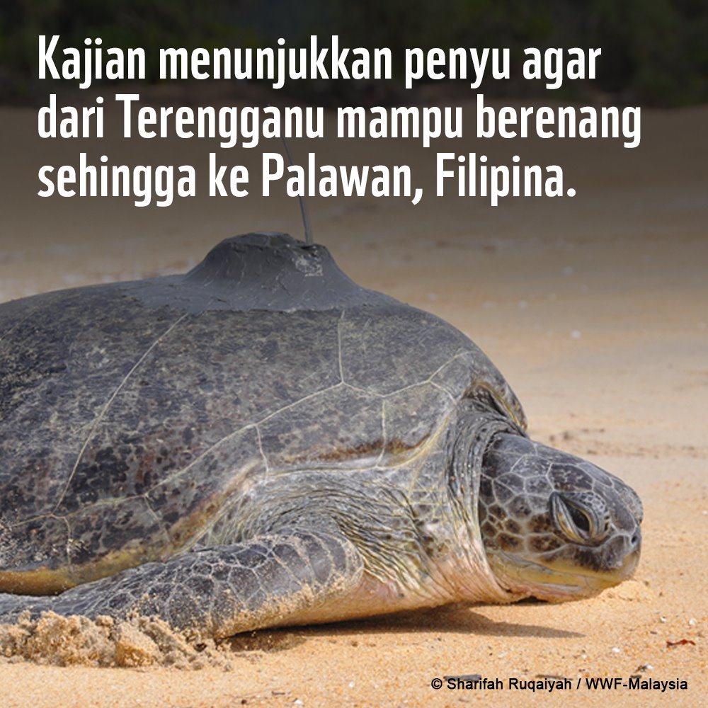 Fakta Menarik Penyu Agar (Green Turtle) (2)