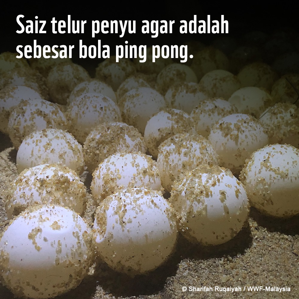 Fakta Menarik Penyu Agar (Green Turtle) (3)