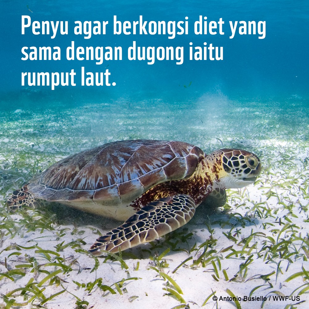 Fakta Menarik Penyu Agar (Green Turtle) (4)