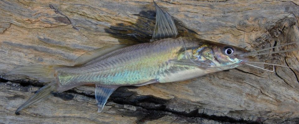 Ikan Baung Tasik Kenyir