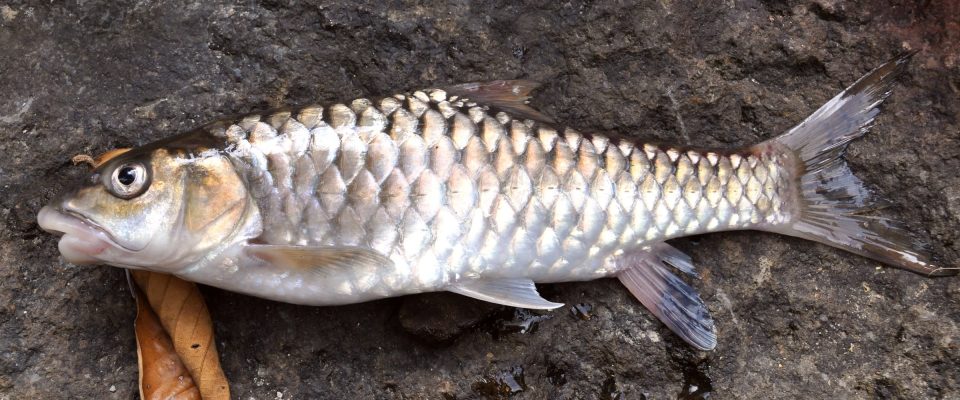 Ikan Kelah Tasik Kenyir