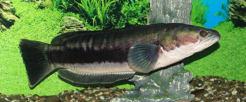 Ikan Toman Tasik Kenyir